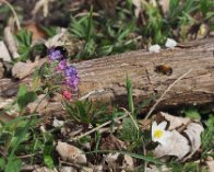 P4023767 Forårsvægbi (Anthophora plumipes), hun og han på lungeurt, Køge Å stien