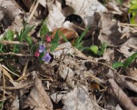 P4023772 Forårsvægbi (Anthophora plumipes), hun og han på lungeurt, Køge Å stien