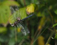 P9179770 Guldsmed i edderkoppens spind, Kymervej