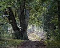 2025-10-05 14-05-18_005 DSC-RX10M4 Klosterskoven