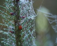 2025-10-13 10-06-22_015 E-M1MarkIII Ebbeskov