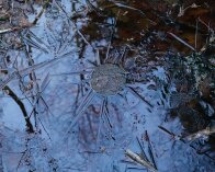 2026-01-02 14-43-47_053 DSC-RX10M4 Is i Tørvemose, Lerbjerg skov