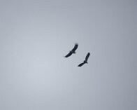 2026-01-18 12-27-46_043 DSC-RX10M4_DxO Havørne, Kimmerslev sø