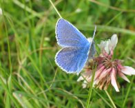 122_2275 Almindelig blåfugl (Polyommatus icarus), Lillön