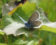 122_2276 Almindelig blåfugl (Polyommatus icarus), Lillön