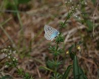 2023-07-14 11-43-19_326 DSC-RX10M4 Sortplettet blåfugl, Harudden, Hall-Hangvar Naturreservat, Gotland