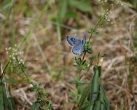 2023-07-14 11-45-00_331 DSC-RX10M4 Sortplettet blåfugl, Harudden, Hall-Hangvar Naturreservat, Gotland