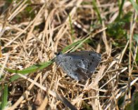 IMG_3649 Skovblåfugl (Celastrina argiolus), Tisvildeleje