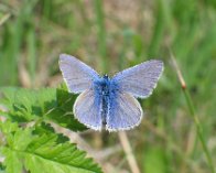 IMG_7481 Almindelig blåfugl (Polyommatus icarus), Kimmerslev sø