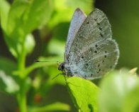 IMG_7853 Skovblåfugl (Celastrina argiolus). Tranerød Mosse, Klåverød, Söderåsen