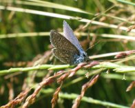 IMG_8407 Almindelig blåfugl (Polyommatus icarus)