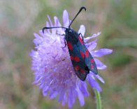 IMG_6108 Seksplettet Køllesværmer (Zygaena filipendulae), Ordrup Næs