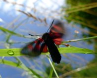 P1030215 Femplettet Køllesværmer (Zygaena lonicerae), Dyndet