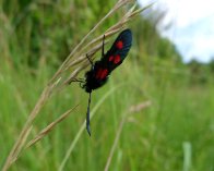 P1030219 Femplettet Køllesværmer (Zygaena lonicerae), Dyndet