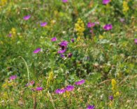 P7075567 Seksplettet Køllesværmer (Zygaena filipendulae), Ordrup Næs