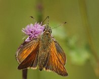 P7183608_crop Stor bredpande (Ochlodes venata), mark bag Kymervej