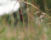 P7206418 Seksplettet Køllesværmer (Zygaena filipendulae) i parring, Ordrup Næs