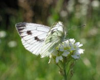 126_2605 Grønåret kålsommerfugl (Pieris napi), Markskellet - efter Liseleje