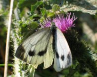 128_2865 Grønåret kålsommerfugl (Pieris napi), Kimmerslev sø