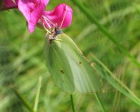 130_3099 Citronsommerfugl (Gonepteryx rhamni), hun, Borup/Møllevang