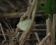 IMG_0473 Lille kålsommerfugl (Pieris rapae), Kimmerslev sø