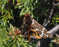 E-M1-2020-07-31 12-33-37 317 Bjørnespinder, Ørkenen, Anholt