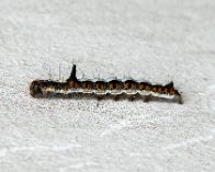 IMG_0562_ps Psi ugle (Acronicta psi), larve, Borup