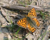 IMG_3843 Storplettet perlemorsommerfugl (Issoria lathonia)