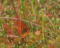 P6253698 Moseperlemorsommerfugl (Boloria aquilonaris), Kirkemose, Ryegaard Dyrehave