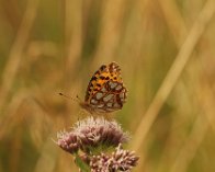 P8097549 Storplettet perlemorsommerfugl, Dyndet