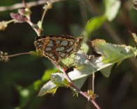 P9087320 Storplettet perlemorsommerfugl (Issoria lathonia), mark bag Kymervej