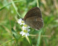 126_2617 Engrandøje (Aphantopus hyperantus), Markskellet, nær Liseleje