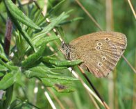 126_2620 Engrandøje (Aphantopus hyperantus), Markskellet, nær Liseleje