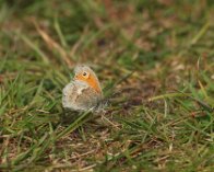 P6265767 Okkergul randøje (Coenonympha pamphilus), Kobæk strand