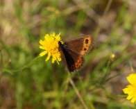 P8021214 Bjergrandøje (Erebia sp.), Godøysund, Norge