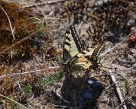 2023-07-11 11-09-00_110 DSC-RX10M4 Svalehale, Ireviken, Gotland