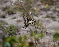 2023-07-11 11-10-06_113 DSC-RX10M4 Svalehale, Ireviken, Gotland