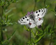 2023-07-14 14-37-04_391 DSC-RX10M4 Apollo, Gotland