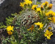 E-M1-2018-07-20 12-45-36 326 Apollo i parring, Trädskär, Loftahammar