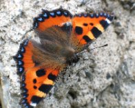 122_2263 Nældens takvinge (Aglais urticae), Lillön