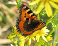 131_3132 Nældens takvinge (Aglais urticae), Borup/Møllevang