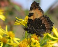 131_3139 Nældens takvinge (Aglais urticae), Borup/Møllevang