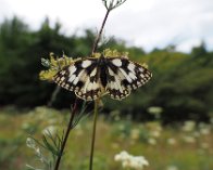 E-M1-2020-07-17 12-41-44 700 Galathea (Melanargia galathea), Naturschutzgebiet Mönchgut, Rügen