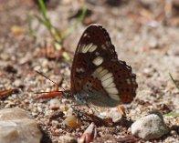 P6223649 Hvid admiral (Limenitis camilla), Allindelille Fredsskov