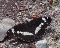 P6223658 Hvid admiral (Limenitis camilla), Allindelille Fredsskov