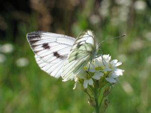 Hvidvinger - kålsommerfugle, citronsommerfugle mm Hvidvinger - kålsommerfugle, citronsommerfugle mm