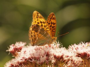 Perlemorsommerfugle Perlemorsommerfugle