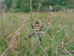 Insekter og edderkopper